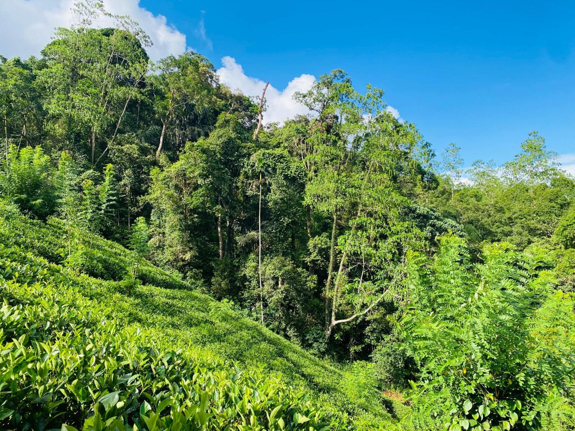 Rainforest Mount Lodge دينيايا المظهر الخارجي الصورة