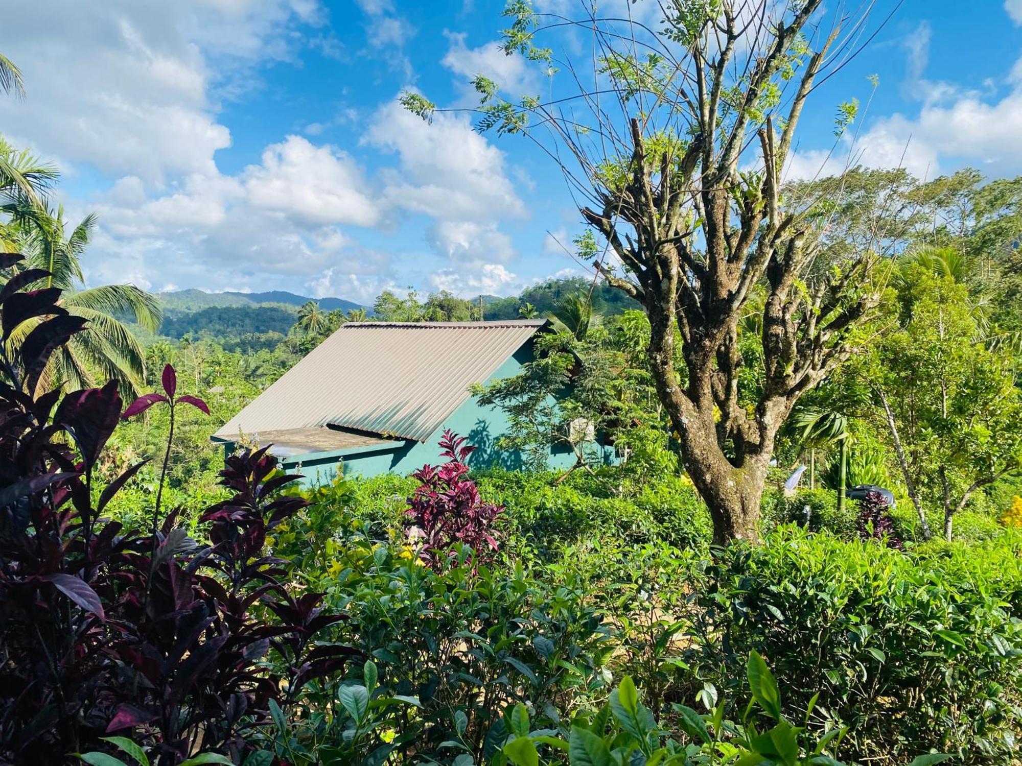 Rainforest Mount Lodge دينيايا المظهر الخارجي الصورة