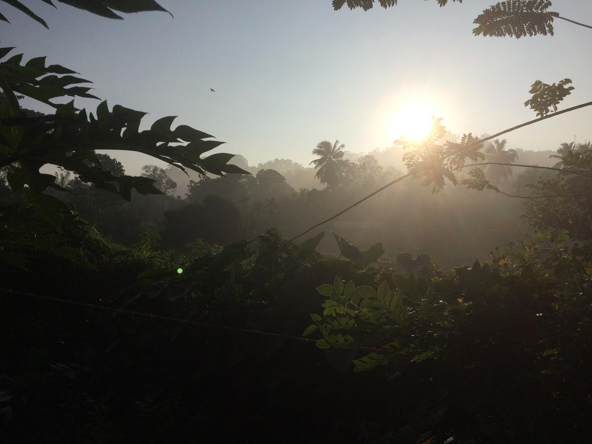 Rainforest Mount Lodge دينيايا المظهر الخارجي الصورة