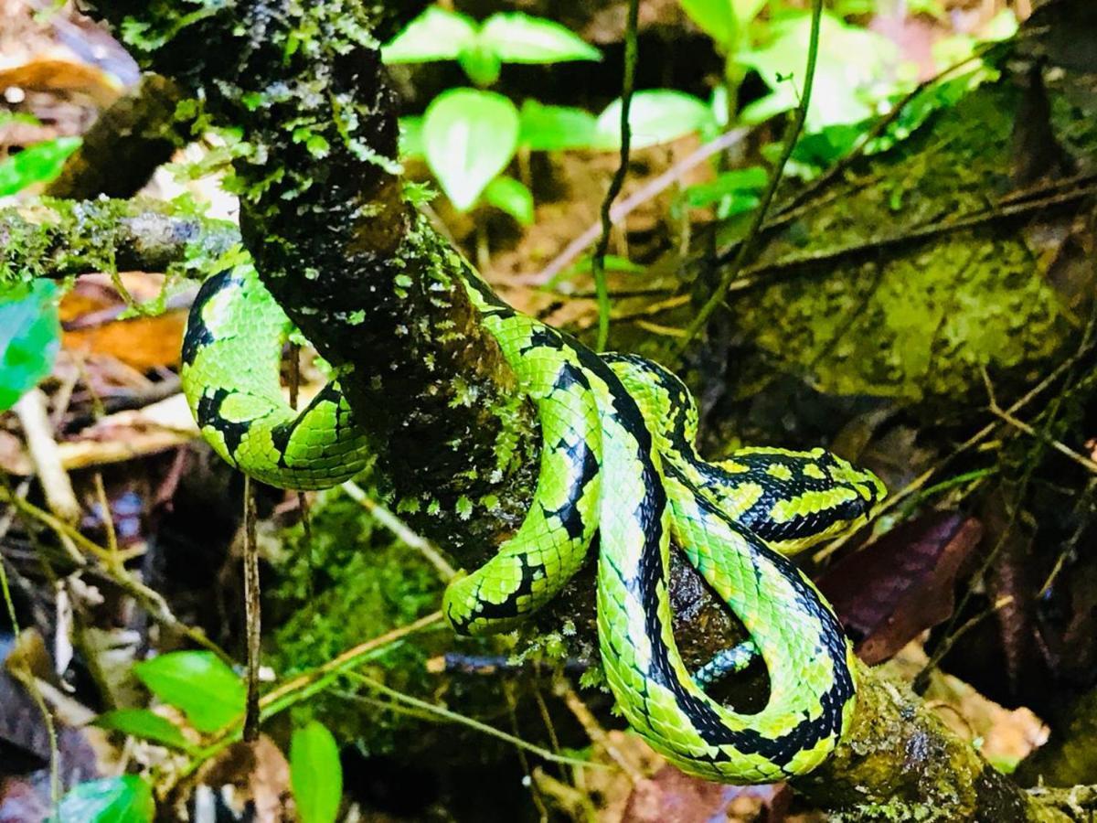 Rainforest Mount Lodge دينيايا المظهر الخارجي الصورة
